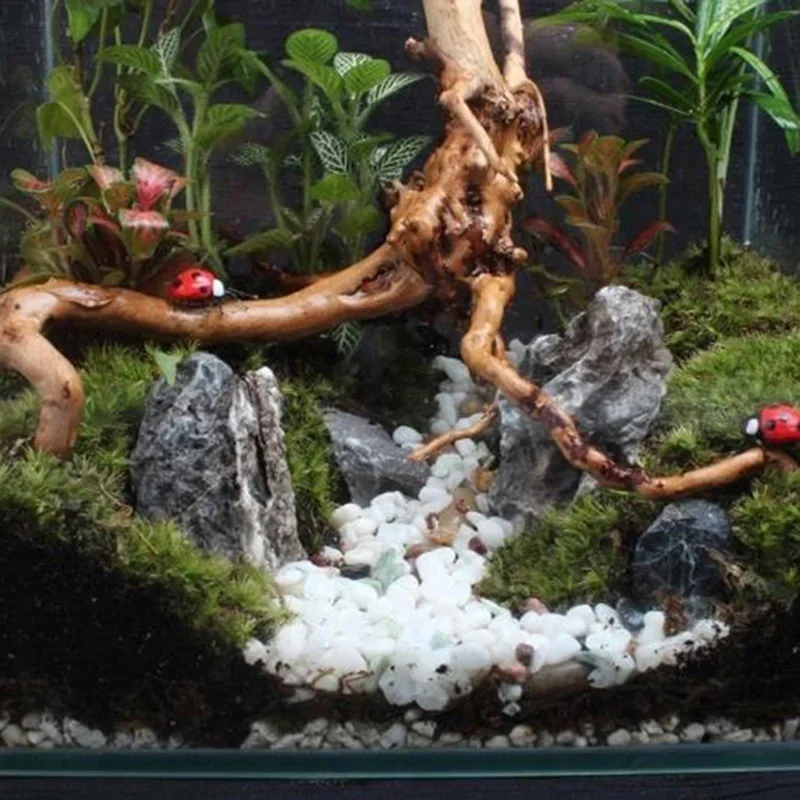 Natural Tree Trunk Driftwood A - Aquarium Fish For Sale Online review and price
