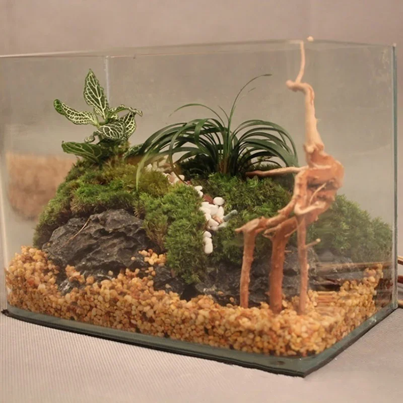 Natural Tree Trunk Driftwood A - Aquarium Fish For Sale Online review and price