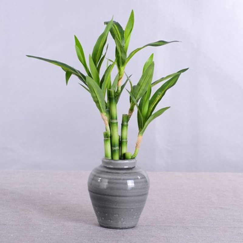New 40cm Artificial Lucky Bamb - Aquarium Fish Buy review and price