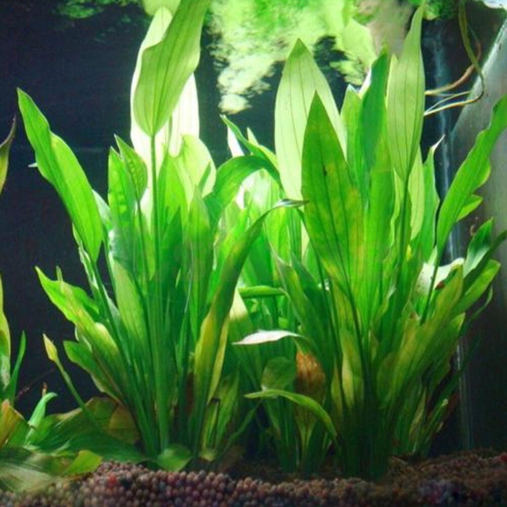15cm Artificial Aquarium Decor - Aquarium Fish For Sale Online review and price